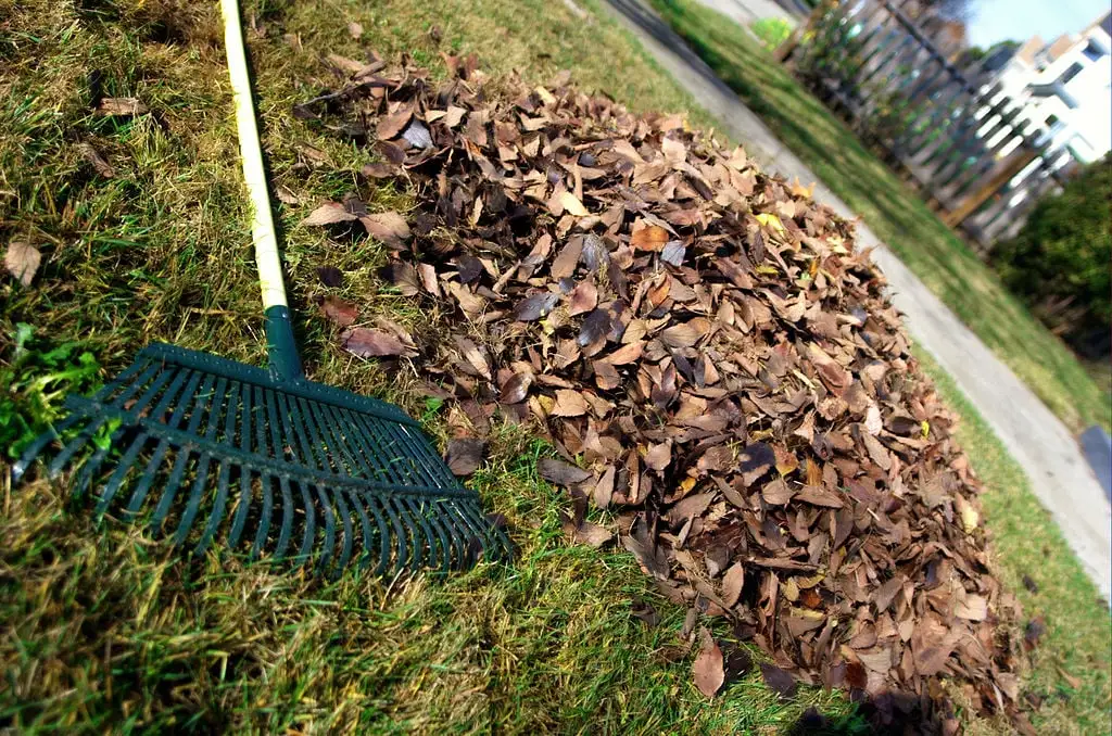 leaf pile with rake