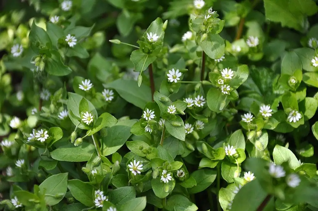 Chickweed in lawn