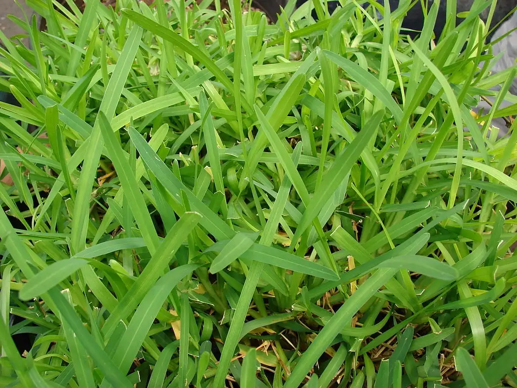CC-St. Augustine Grass