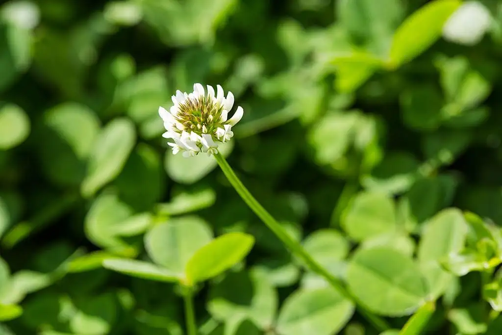 white clover in grass
