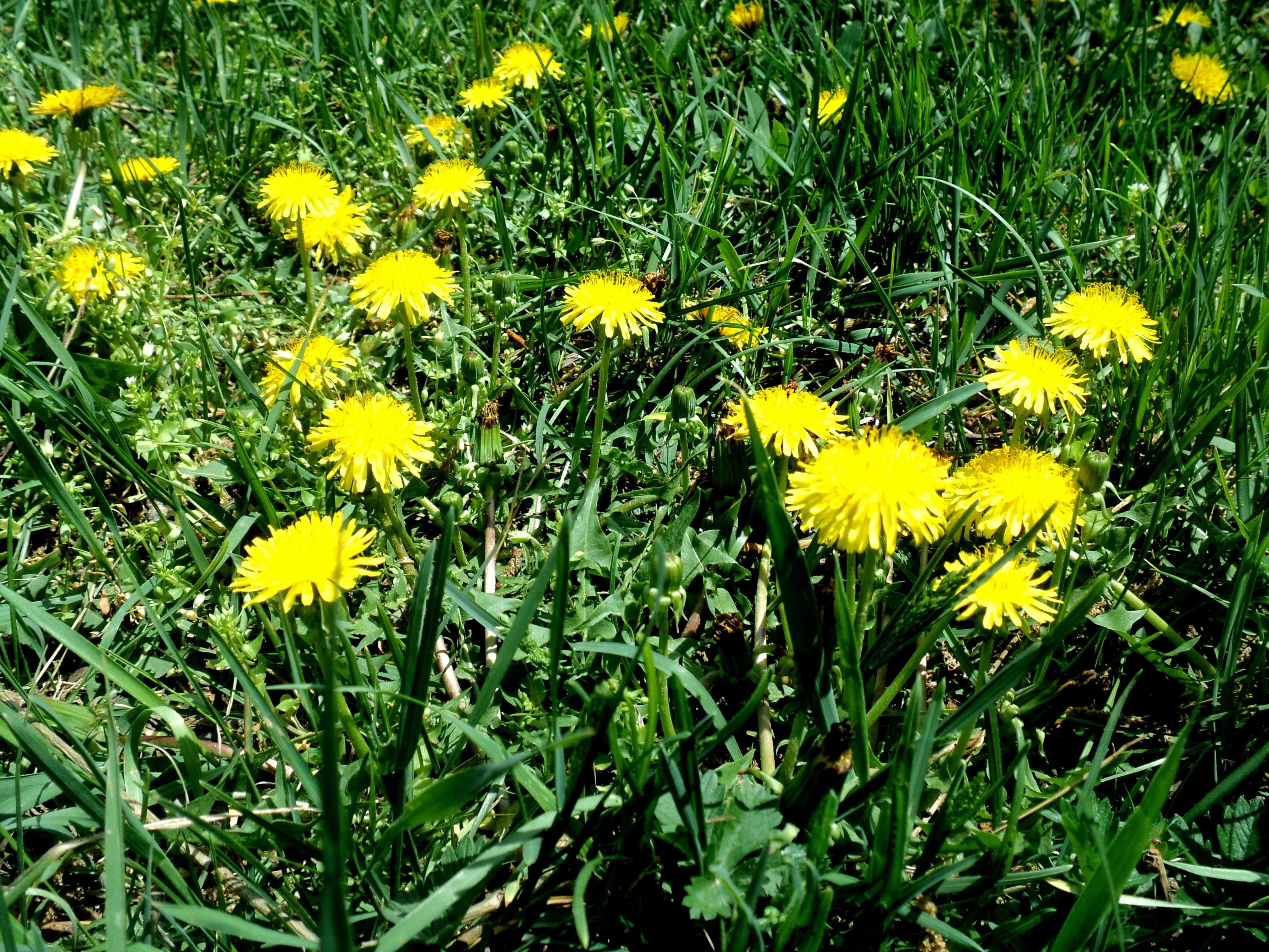 dandelions in lawn