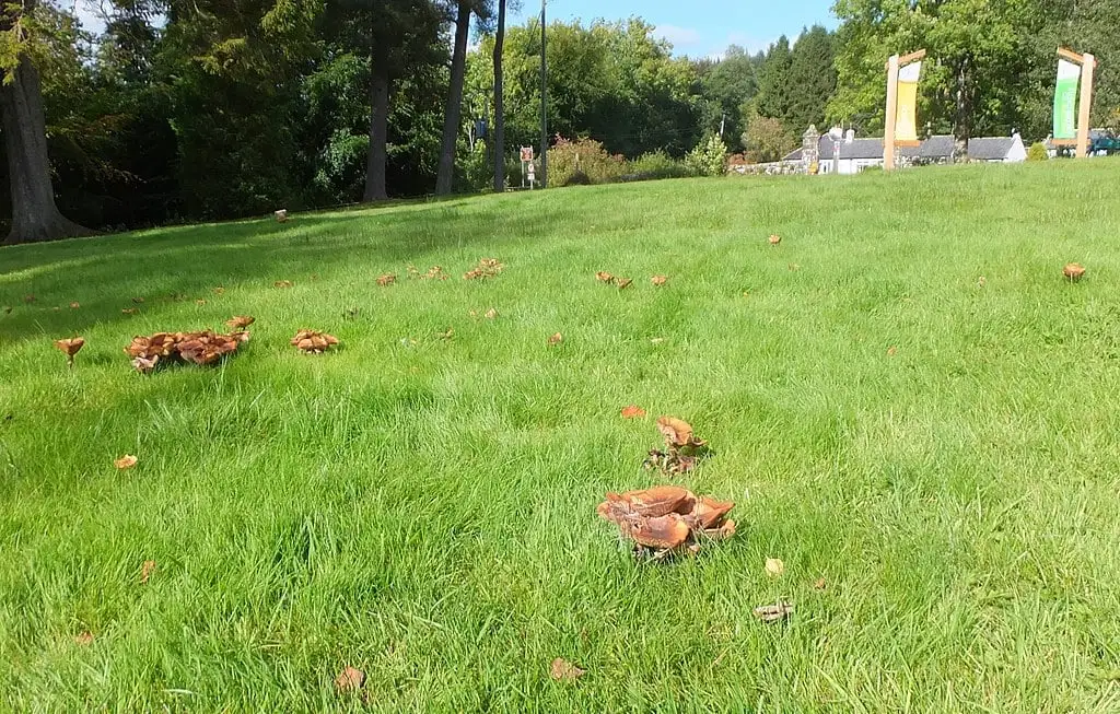 mushrooms in grass