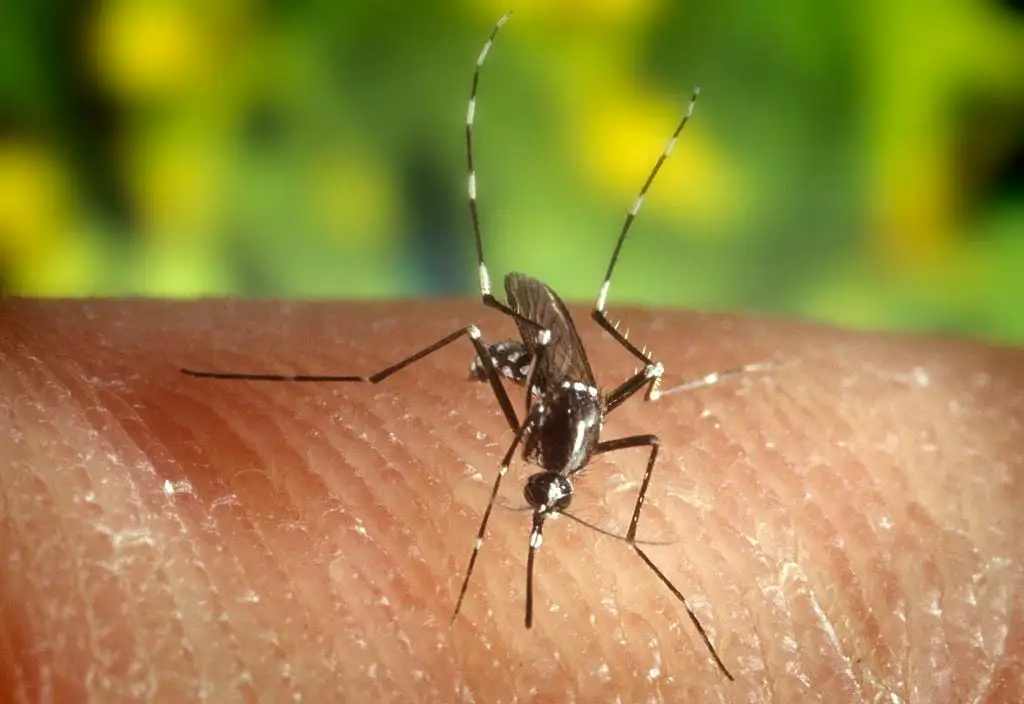 Mosquito biting hand