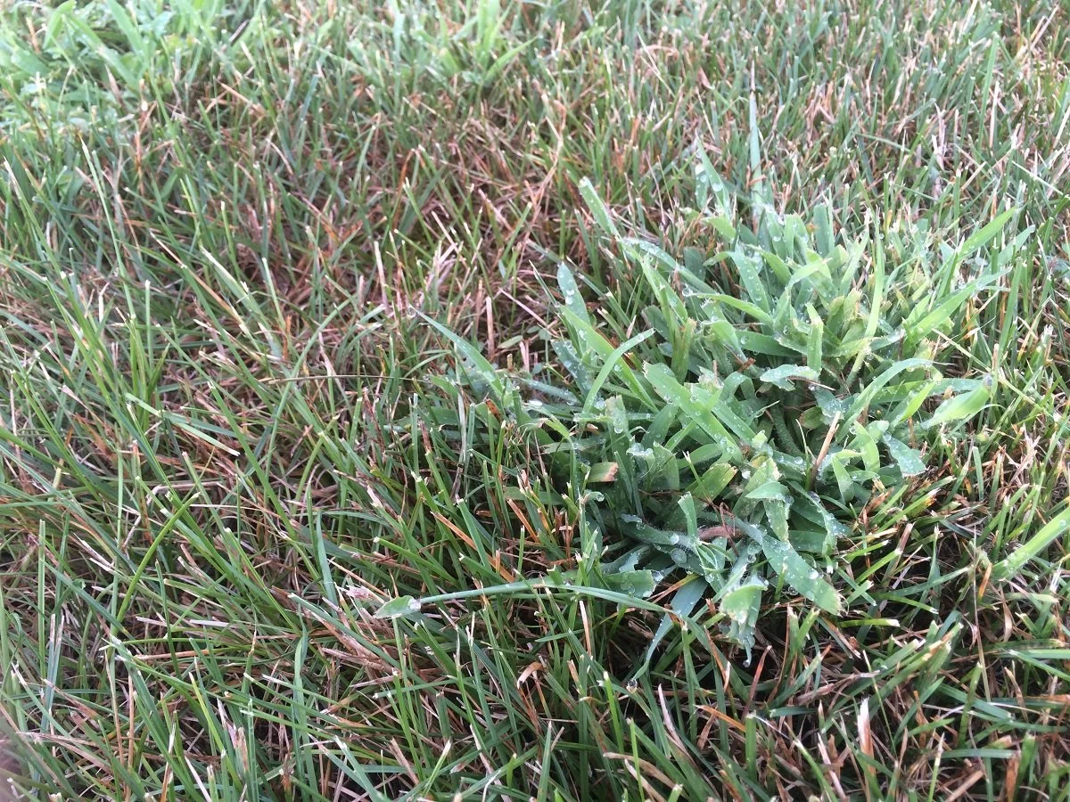 Crabgrass Identification: What it Looks Like & How to Get Rid of It