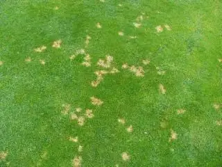 Dollar spot lawn disease