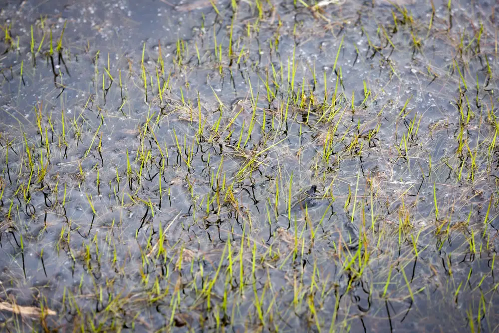 puddle of water in grass