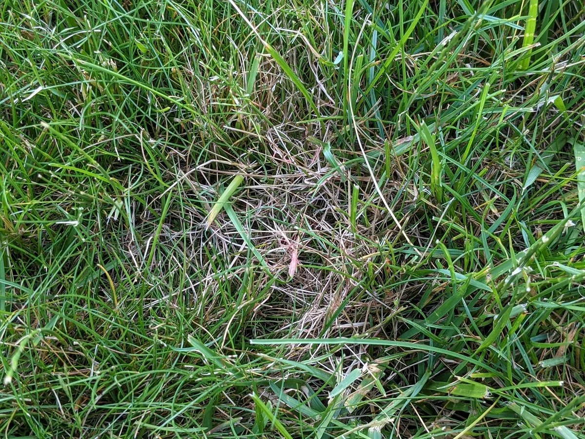 How to Get Rid of Red Thread Lawn Disease in Northern Virginia