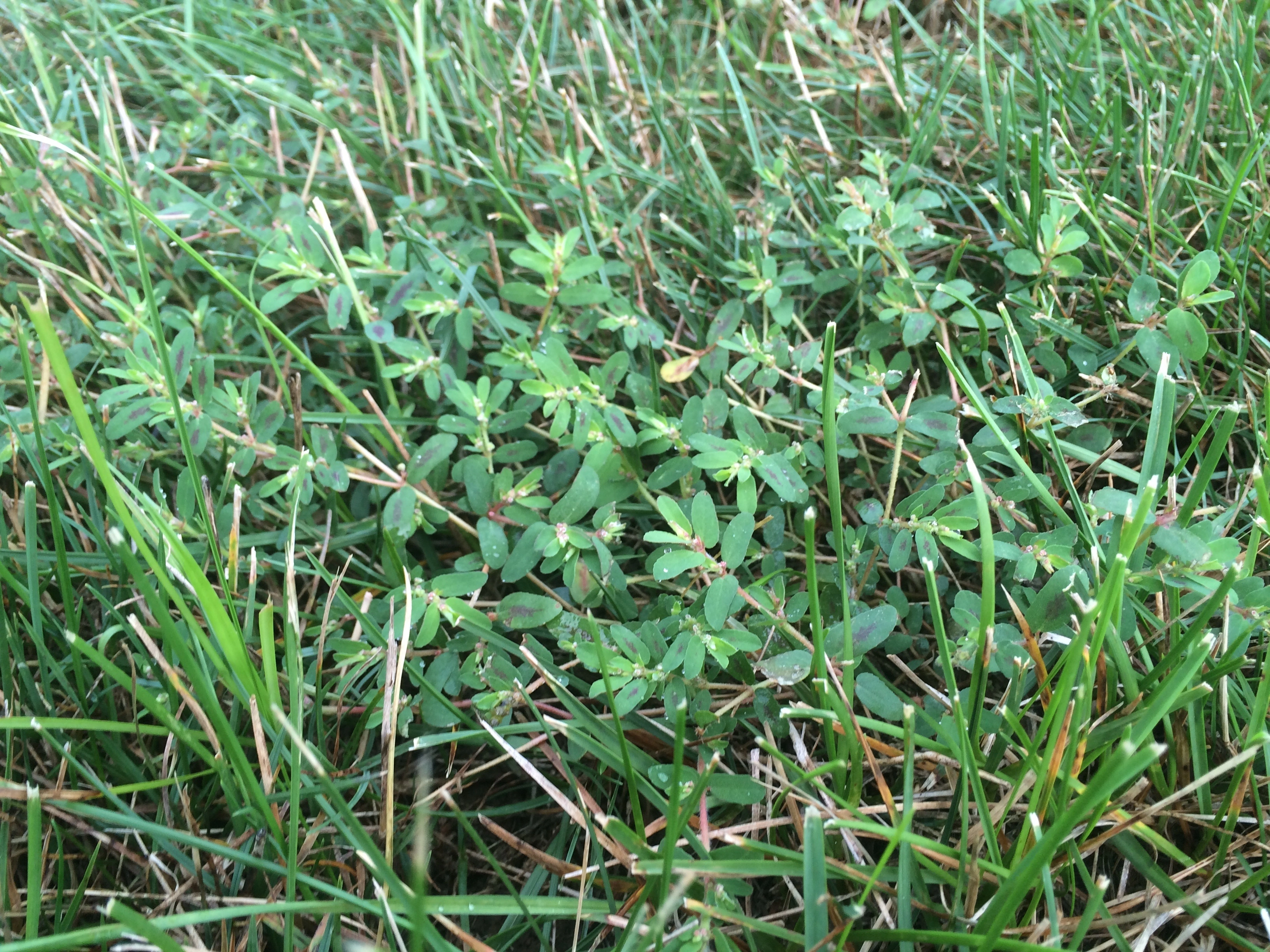 Spotted Spurge in grass