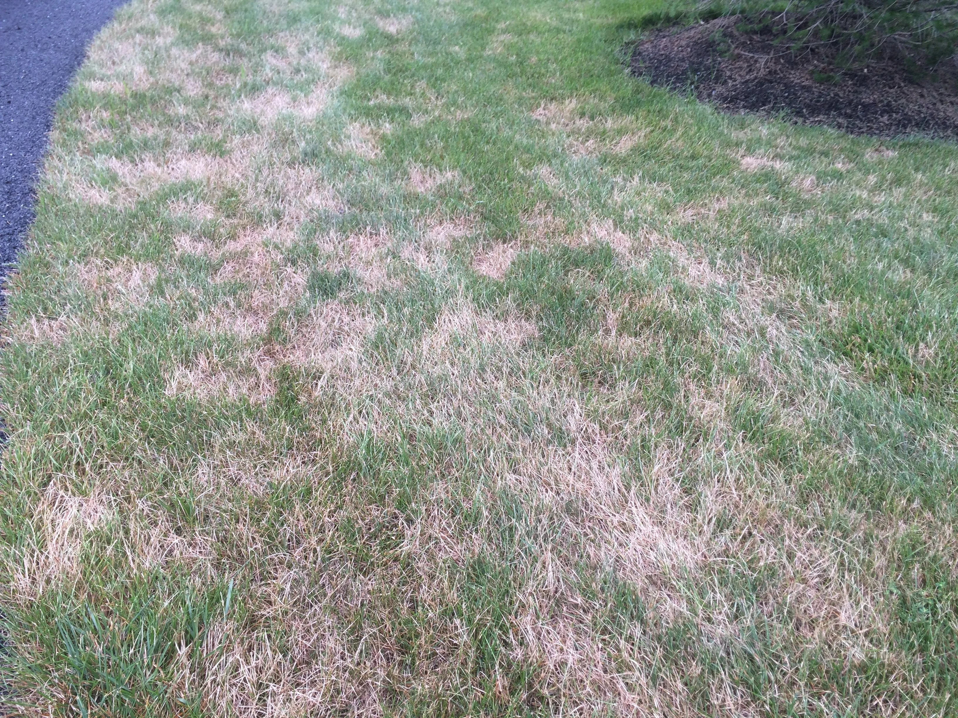 ugly lawn with turf disease