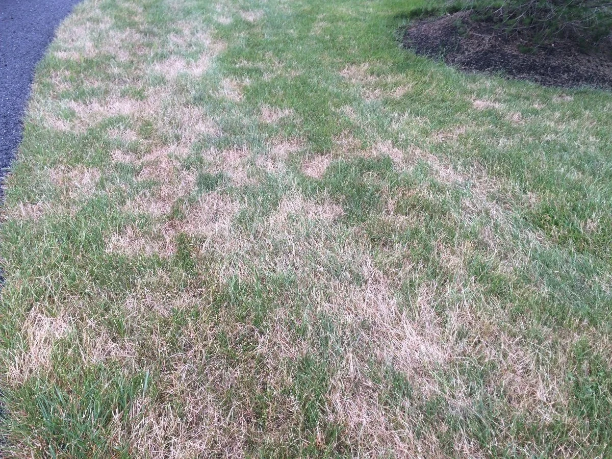 lawn disease on grass