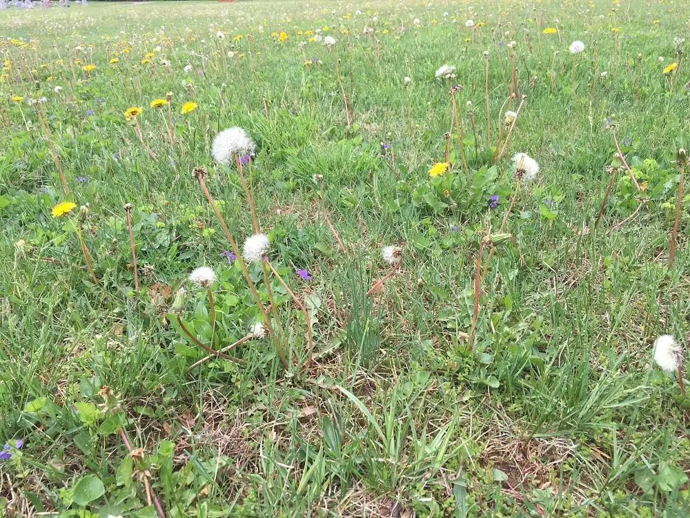 weeds and dandelions in grass