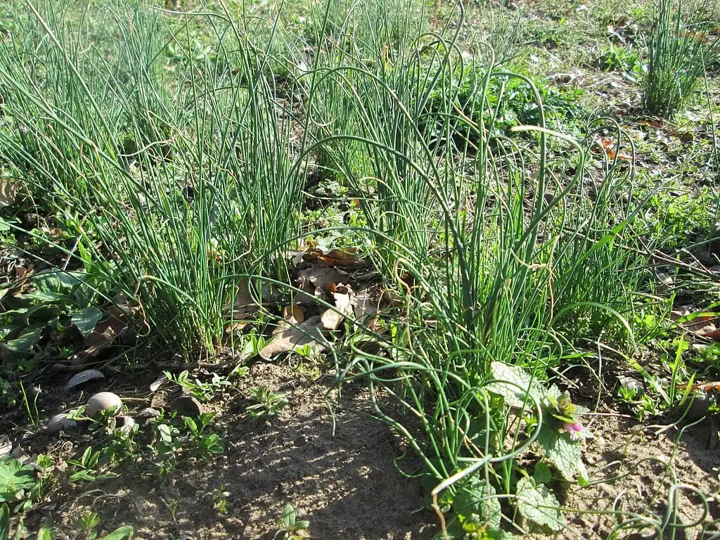 Wild garlic lawn weed
