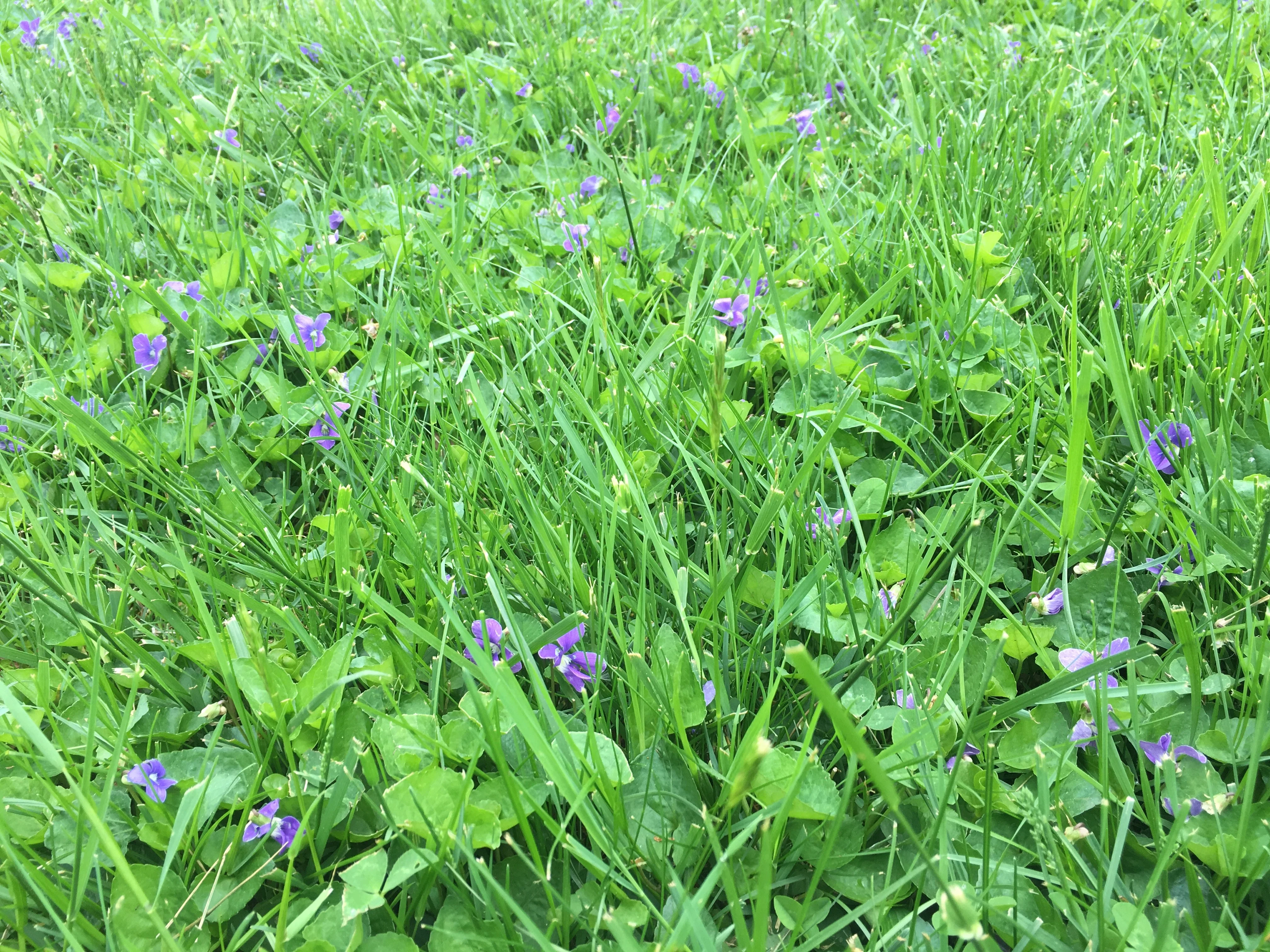 Wild violets in lawn