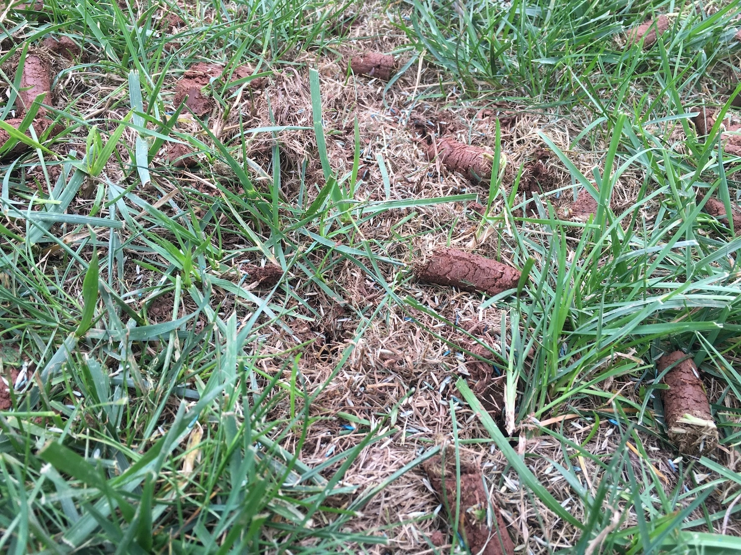 aeration plugs and grass seed on yellow lawn 
