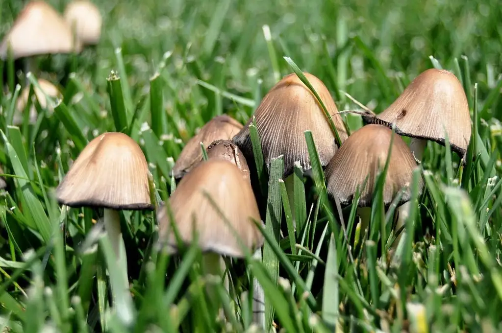 mushrooms in grass closeup