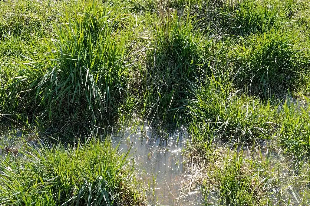 puddle in grass