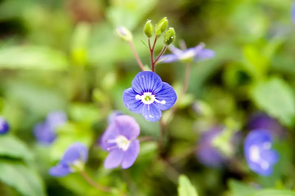 creeping speedwell lawn weed