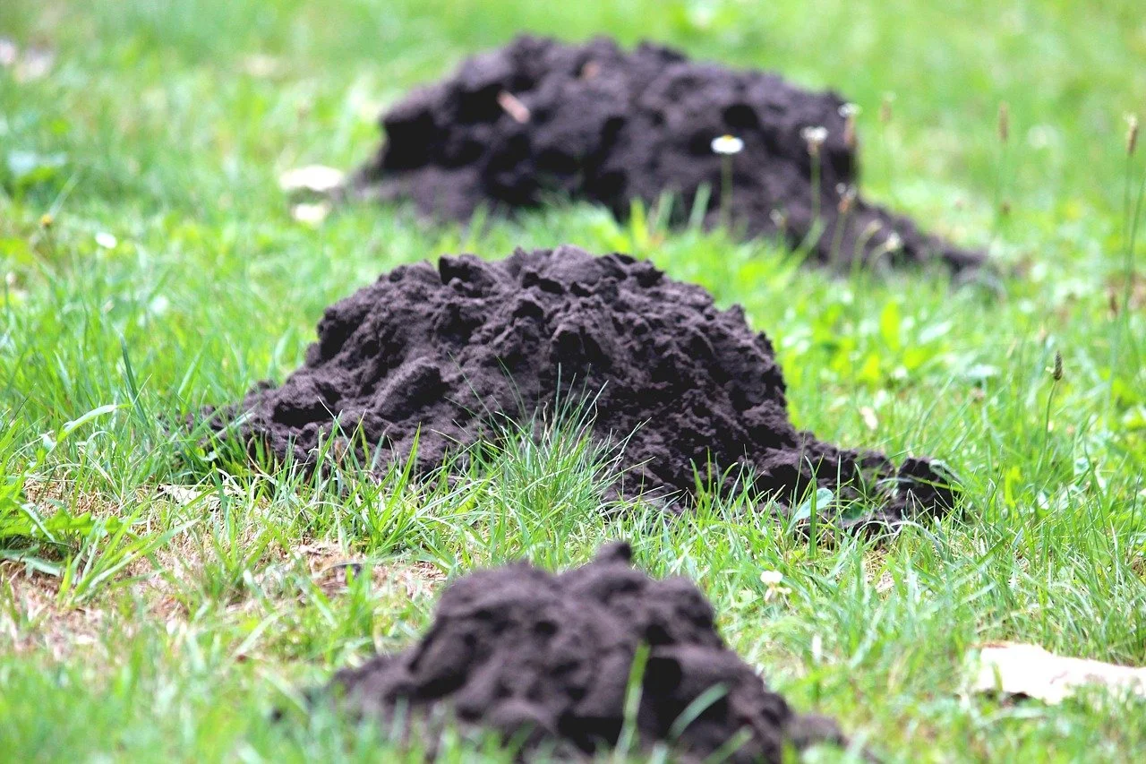 lawn damage from moles