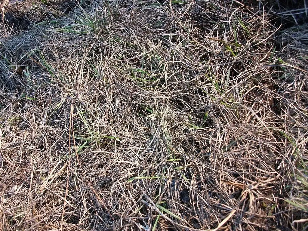 dead grass