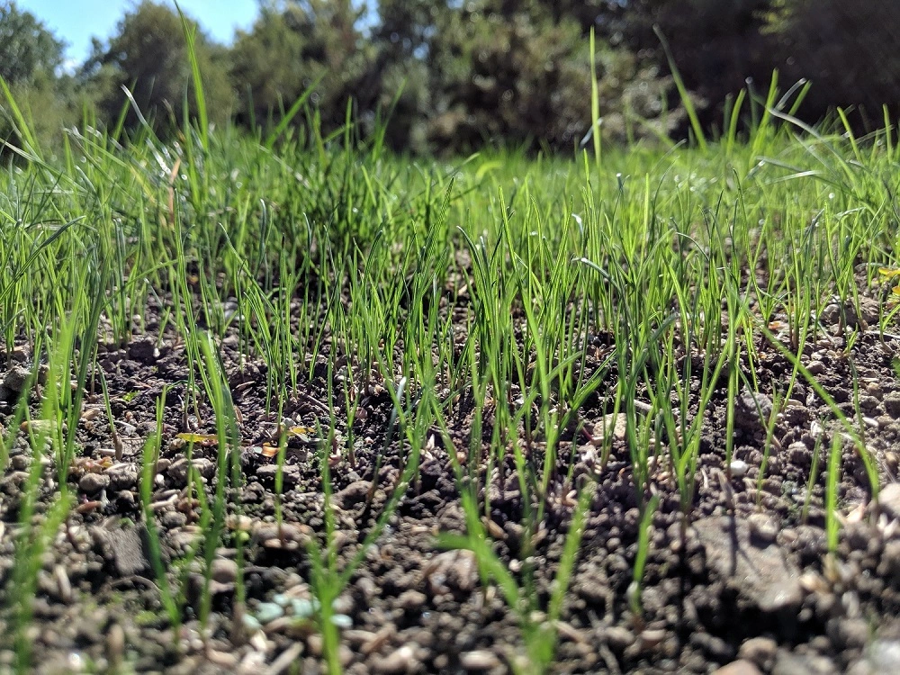new grass growing through soil