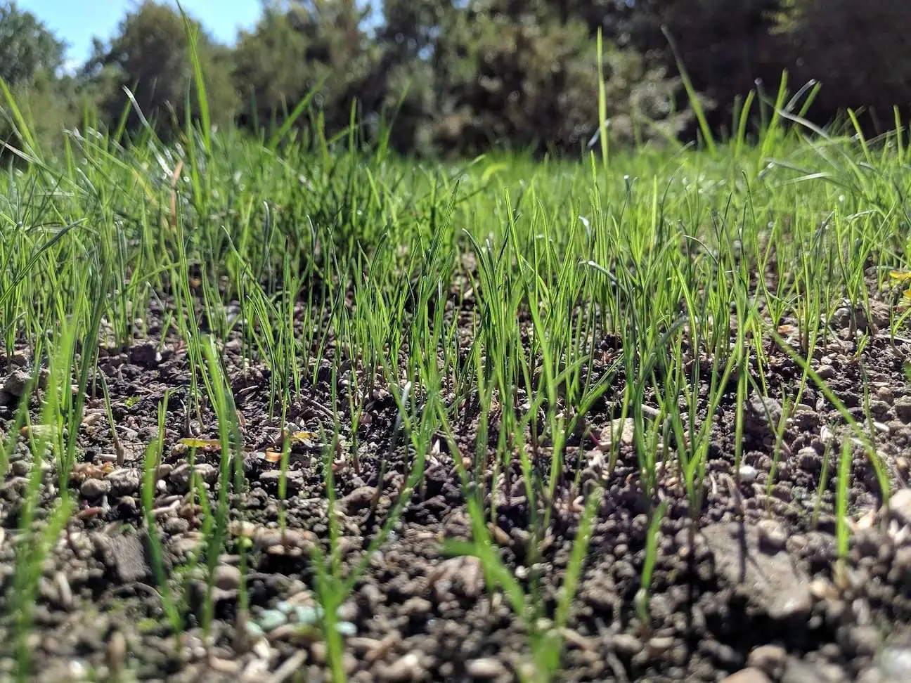 grass germination in healthy soil
