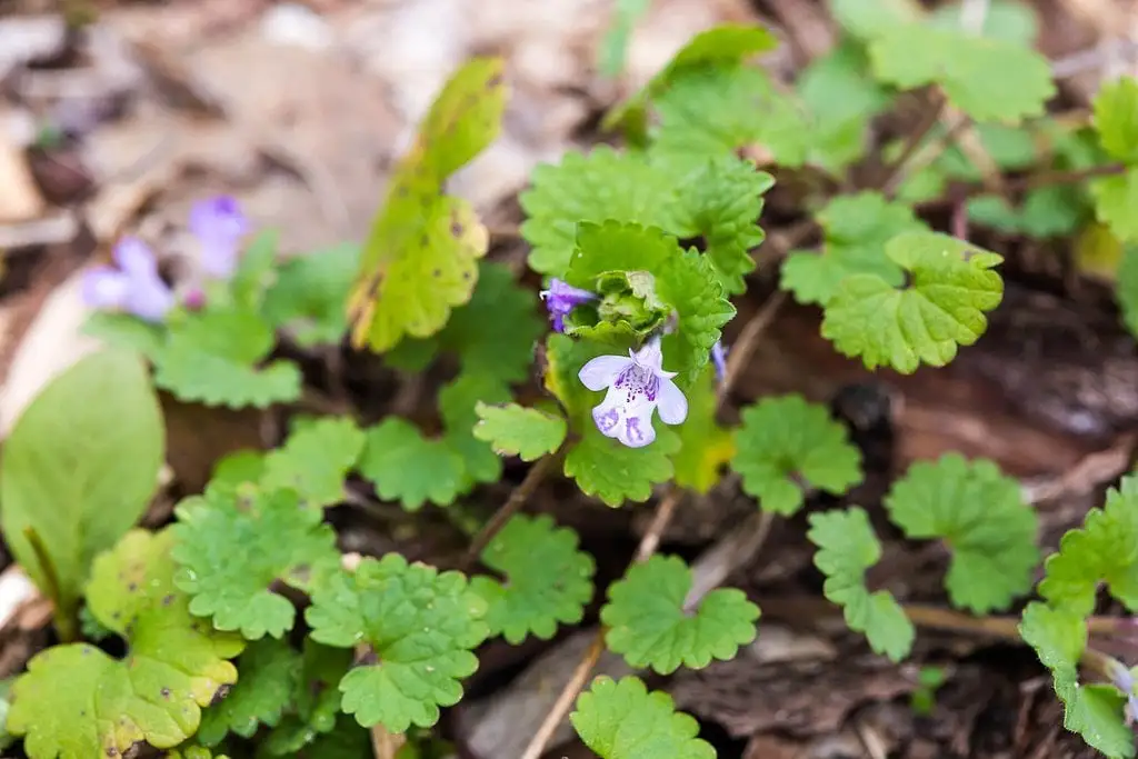Ground ivy lawn weed