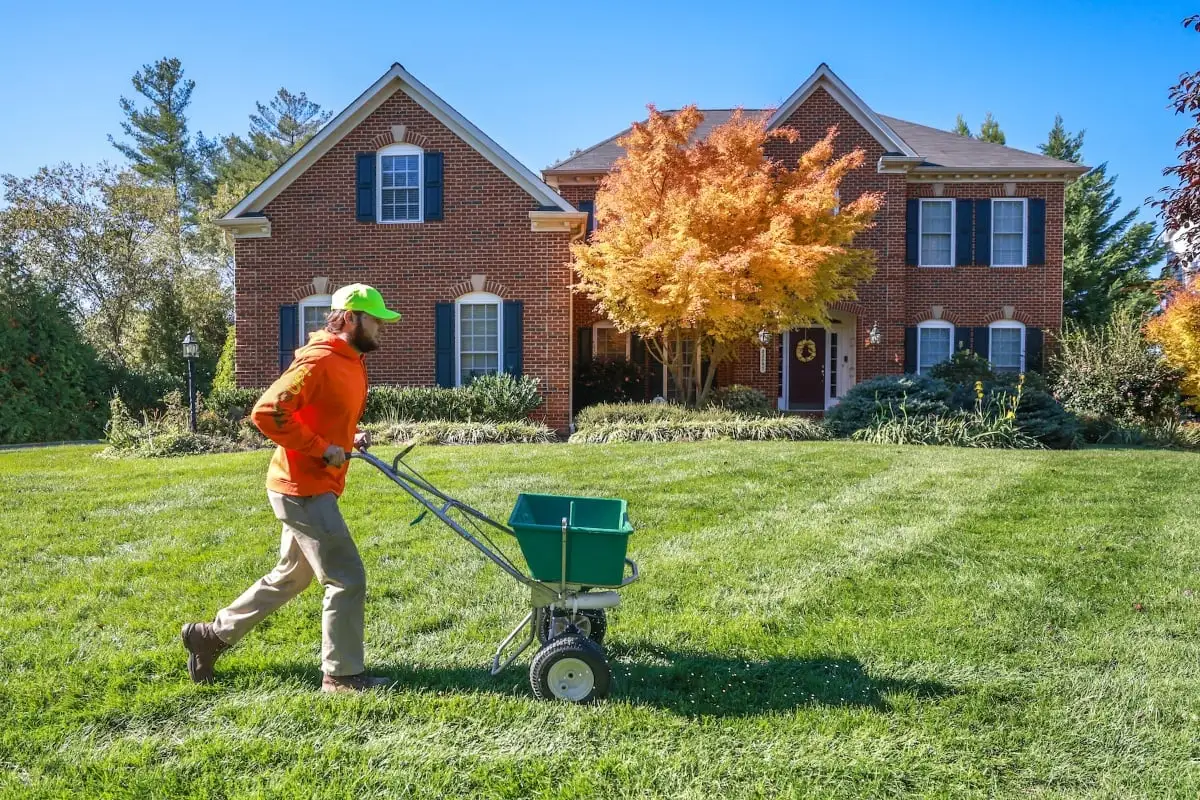 lawn care technician uses walk behind spreader to put down granular fertilizer