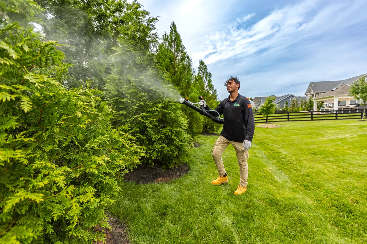 mosquito control team sprays near bushes