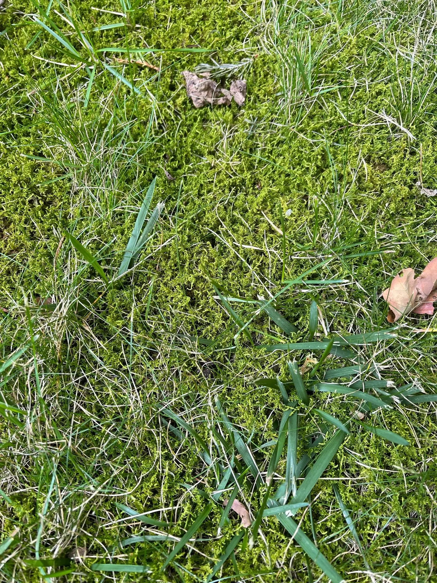 moss in grass