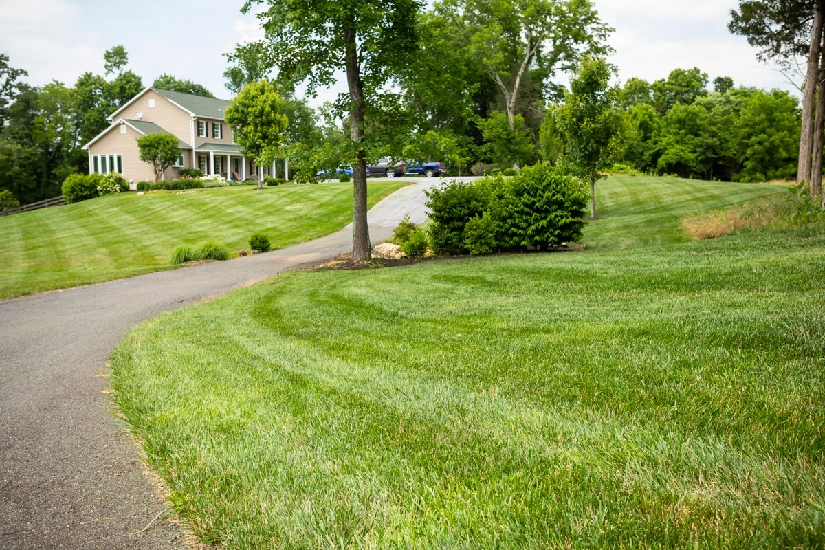 healthy lawn without lawn fungus