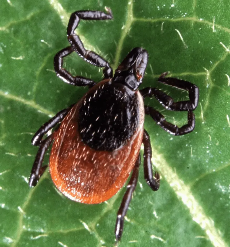 What's in Organic Tick and Mosquito Control and Can I Just Spray it Myself?