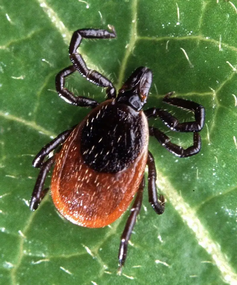 Find out about natural mosquito control and organic tick control for your property.