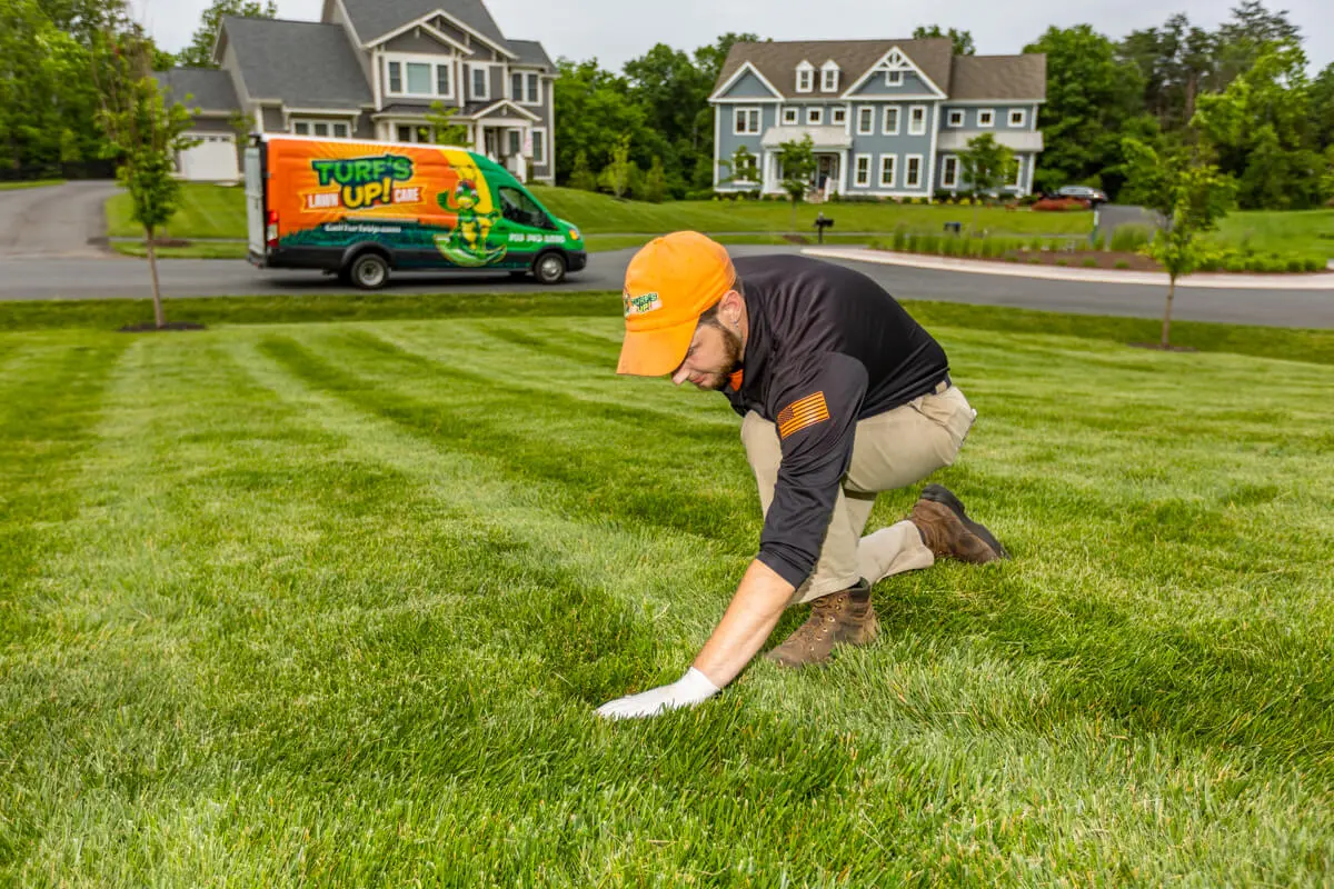 What is Lawn Thatch and How do you Manage it?