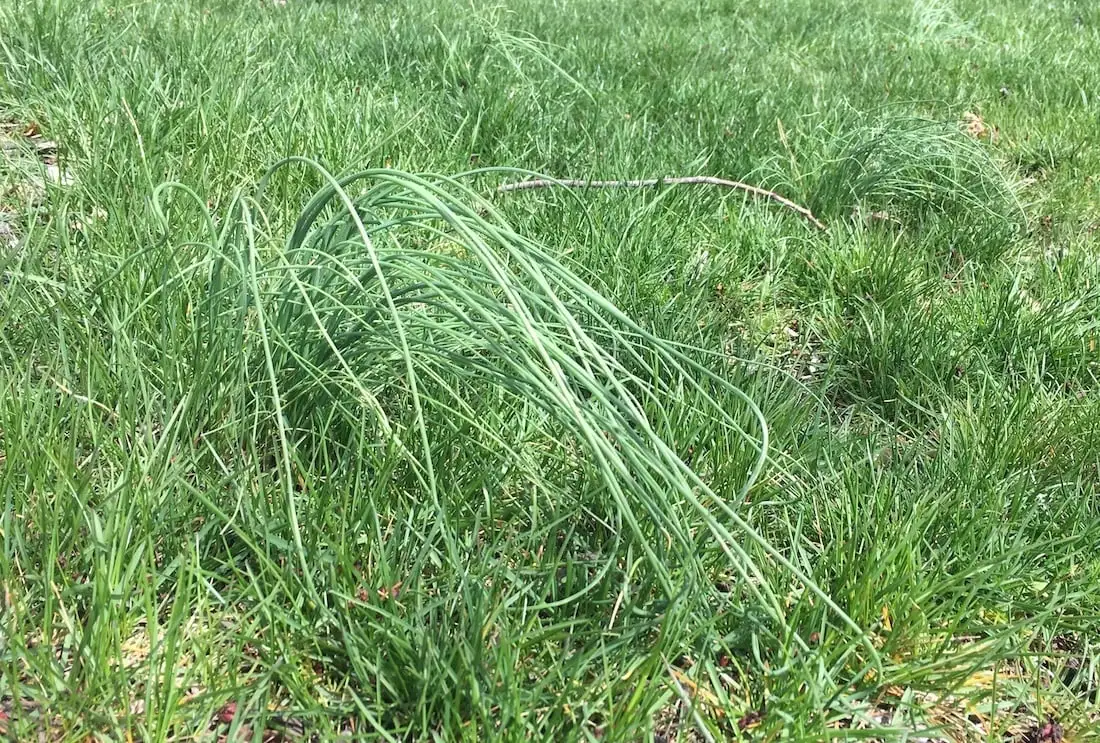 wild garlic onion lawn weed