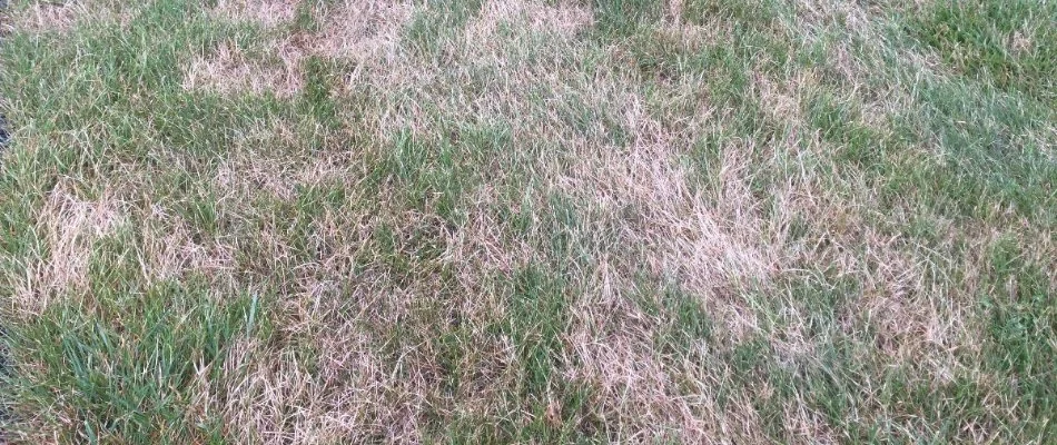 Grass in Leesburg, VA, with disease.
