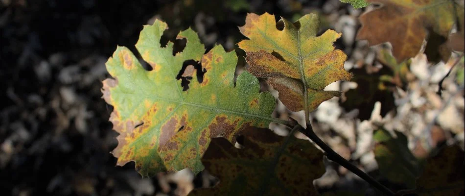 Oak wilt is commonly found in Leesburg, VA.