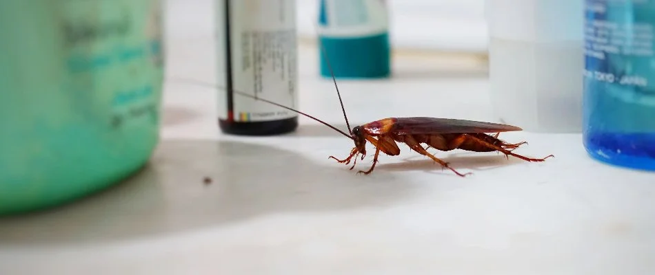 Cockroach inside of a home in Leesburg, VA. 