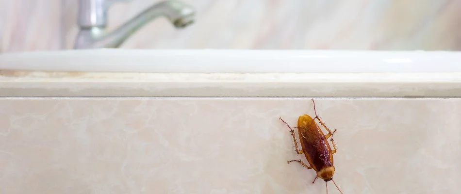 Cockroach inside a home in Leesburg, VA.