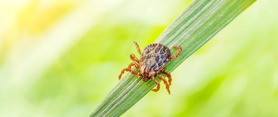 Tick in Leesburg, VA, on a blade of grass.